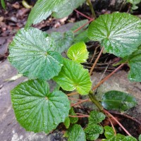 Begonia dipetala Graham